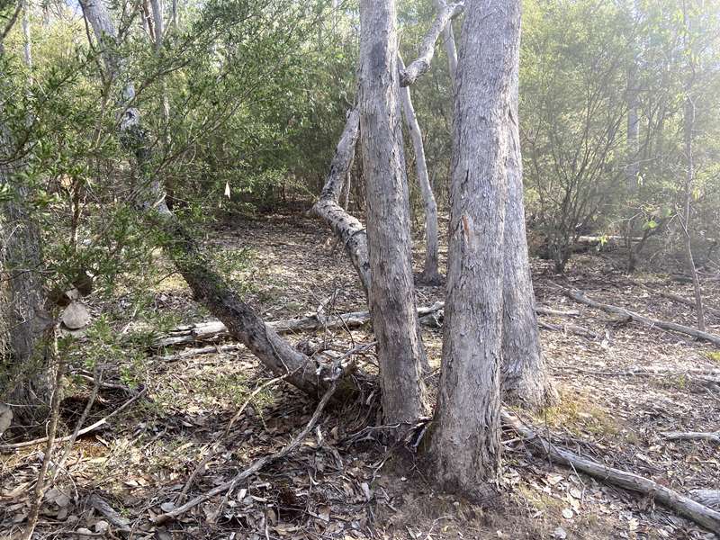 Lake Eildon National Park Candlebark Nature Walk