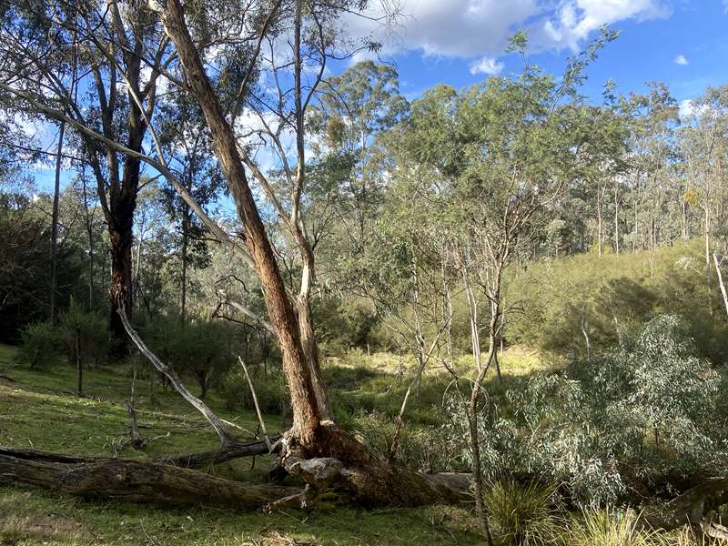Lake Eildon National Park Candlebark Nature Walk