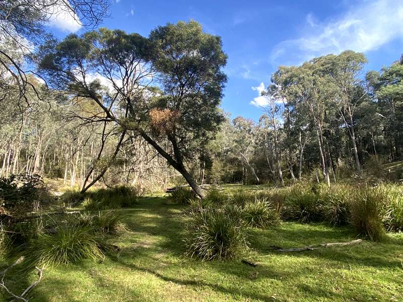 Lake Eildon National Park Candlebark Nature Walk