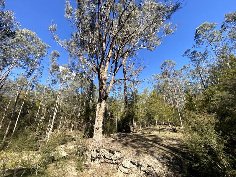 Lake Eildon National Park Candlebark Nature Walk