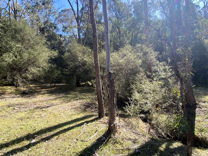Lake Eildon National Park Candlebark Nature Walk