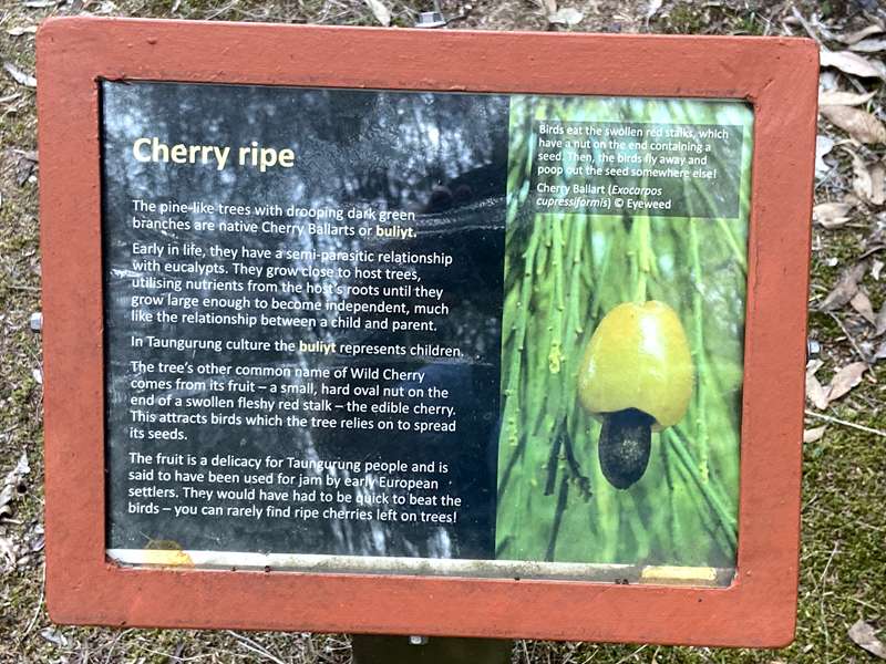 Lake Eildon National Park Perfect Cure Creek Nature Walk