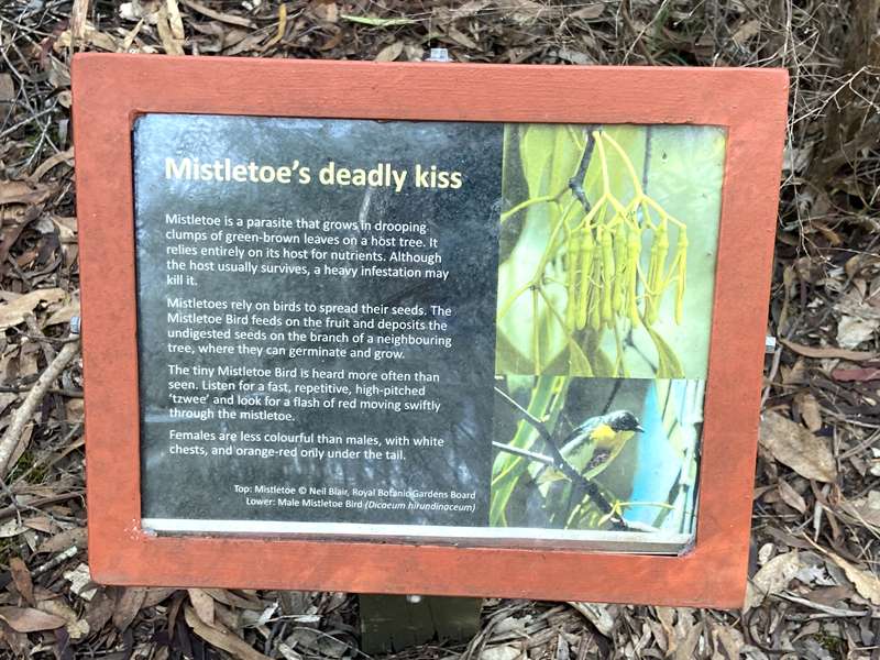 Lake Eildon National Park Perfect Cure Creek Nature Walk