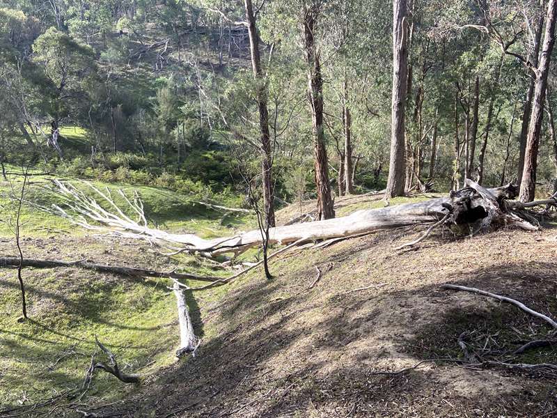 Lake Eildon National Park Perfect Cure Creek Nature Walk