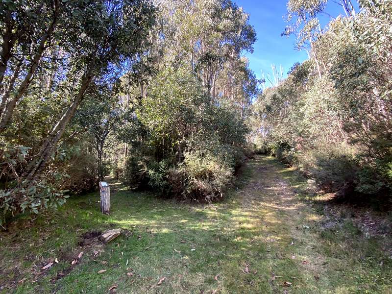 Lake Mountain Leadbeaters Walk