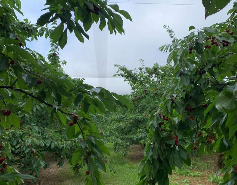 Lanidale 'The Cherry Well' (Wandin North)