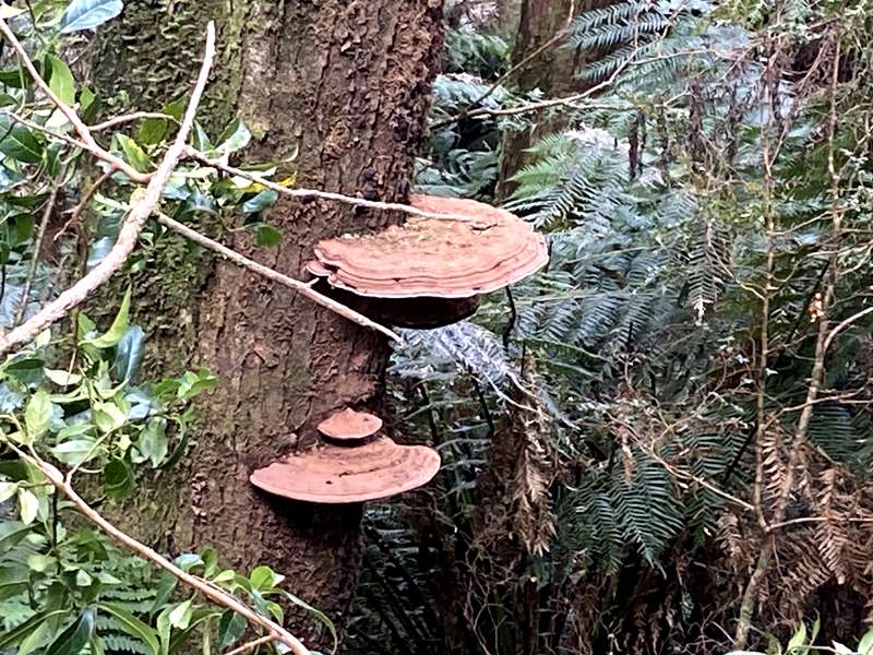 Lavers Hill - Melba Gully (Great Otway National Park)