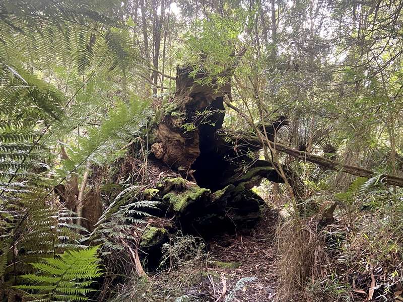 Lavers Hill - Melba Gully (Great Otway National Park)