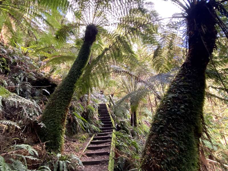 Lavers Hill - Melba Gully (Great Otway National Park)