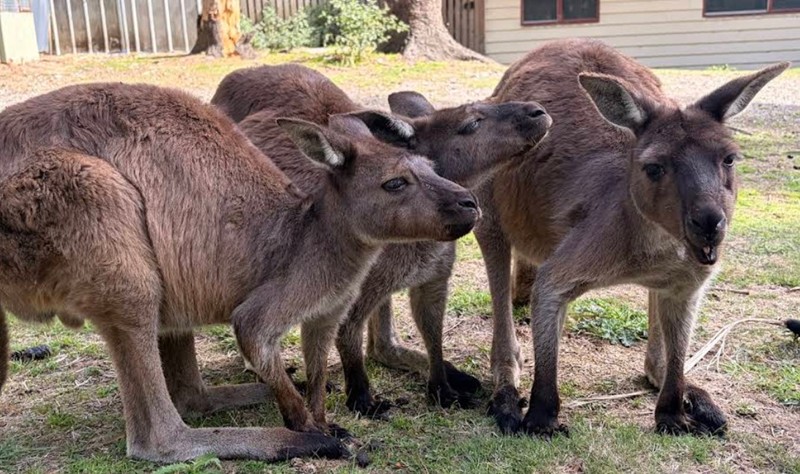 Lavers Hill - Fauna Australia Koala Experience