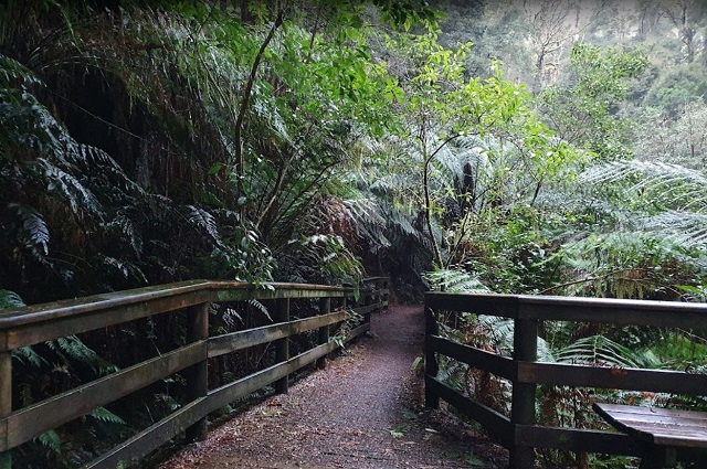 Lavers Hill - Melba Gully (Great Otway National Park)