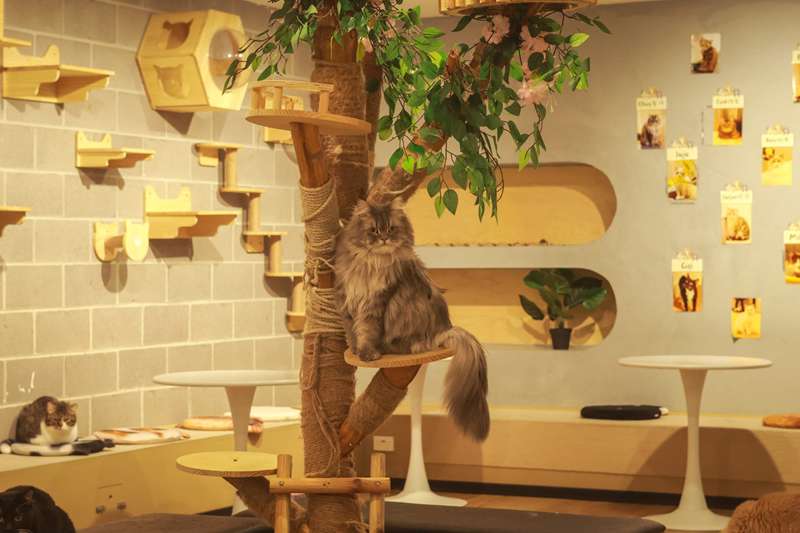 Lazy Cat Cafe (Box Hill)