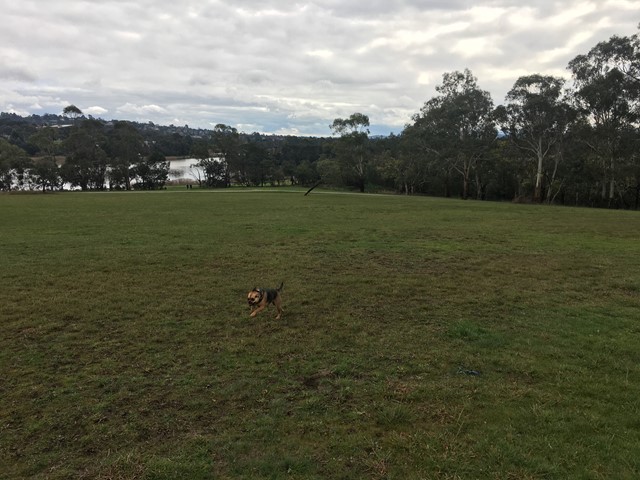 Lillydale Lake South East Dog Off Leash Area (Lilydale)