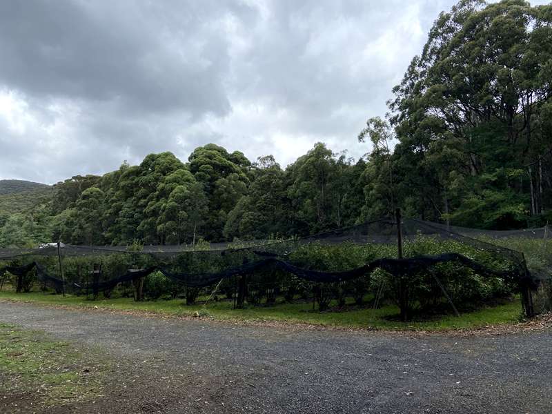 Little Yarra Fruit (Powelltown)