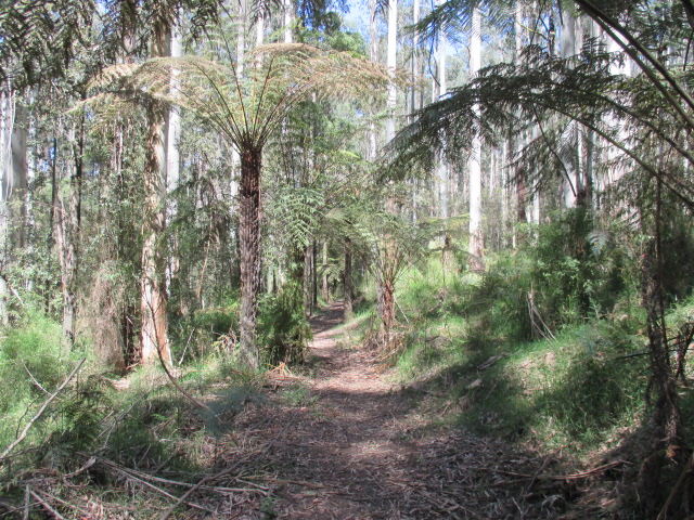 Noojee - Loch Valley Tramway Walk