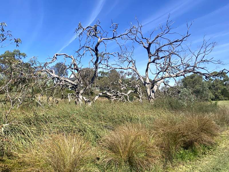 Lollypop Creek Trail (Wyndham Vale)