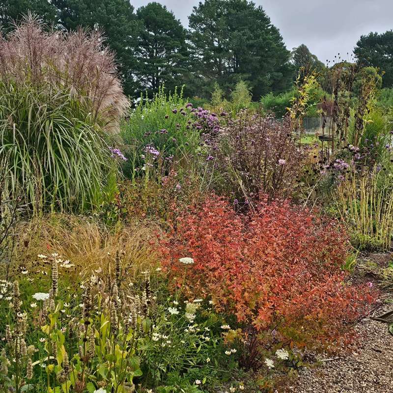 Lyonville - The Artful Meadow Nursery