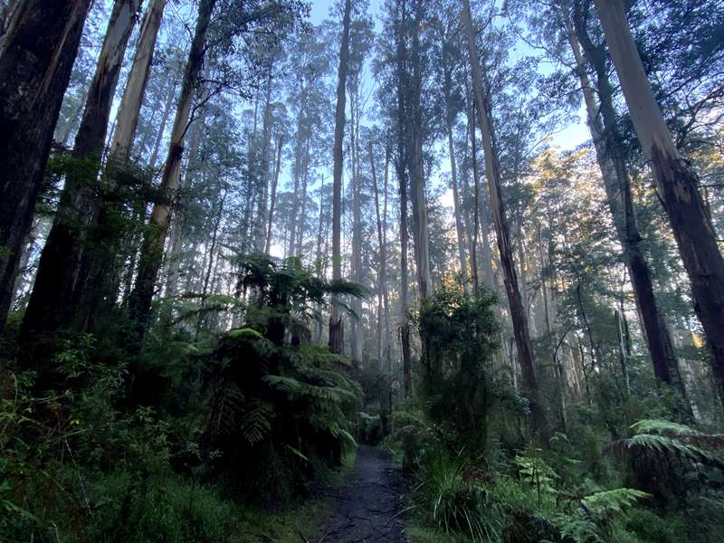 Lyrebird Loop Walk (Sherbrooke)