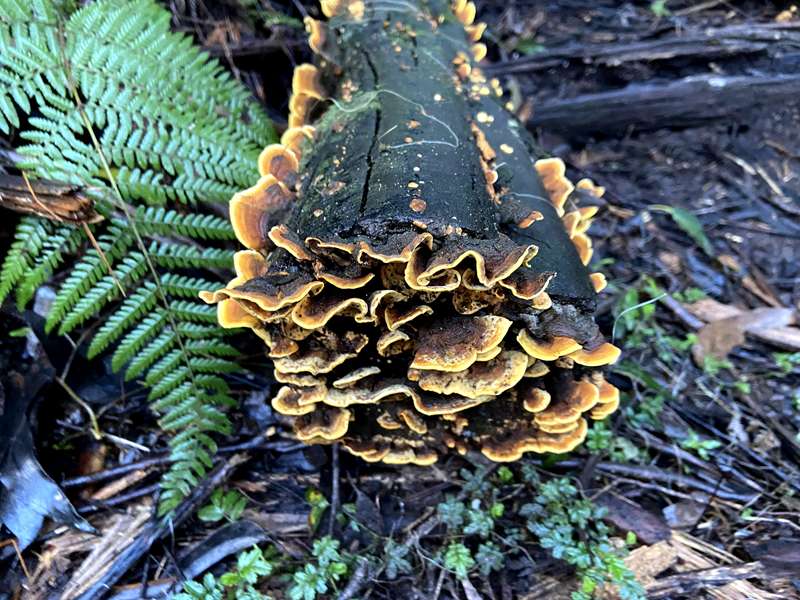 Lyrebird Loop Walk (Sherbrooke)
