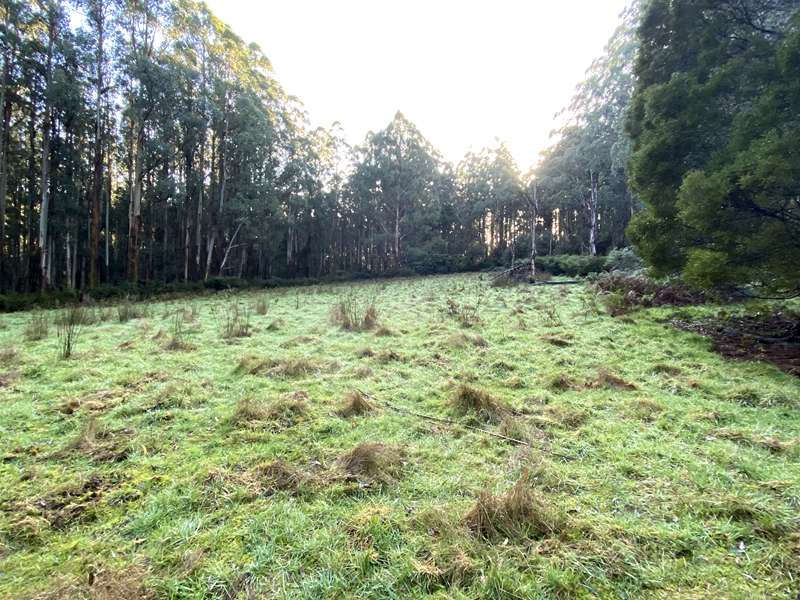 Lyrebird Loop Walk (Sherbrooke)
