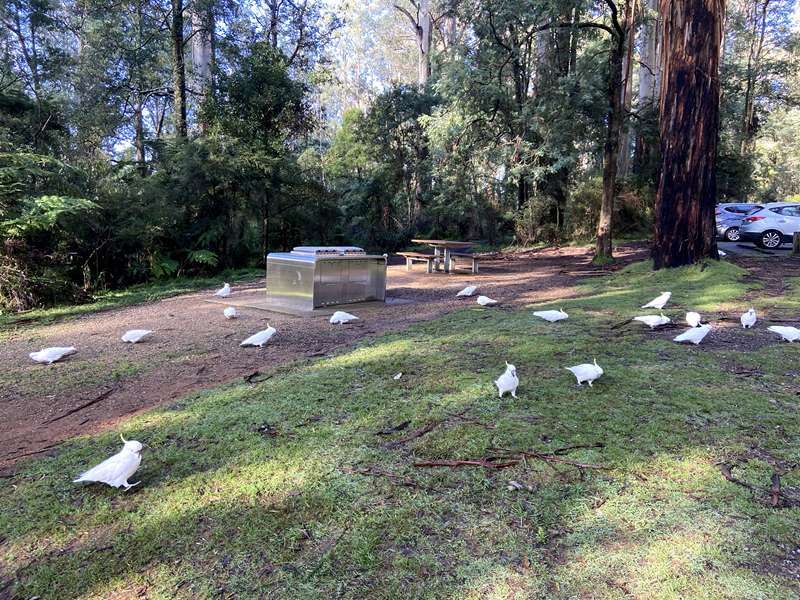 Lyrebird Loop Walk (Sherbrooke)