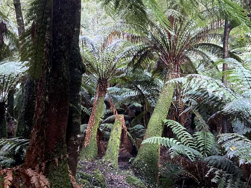 Lyrebird Loop Walk (Sherbrooke)