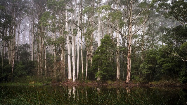 Macedon Regional Park (Macedon)