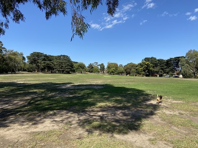 Macleay Park Dog Off Leash Area (Balwyn North)