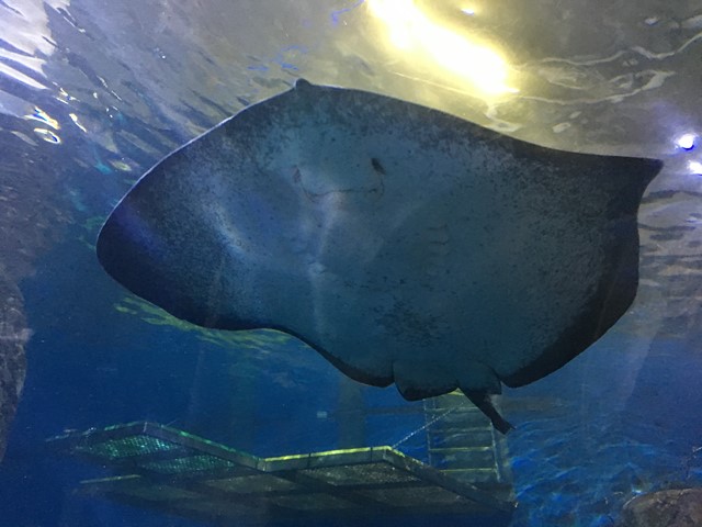 Sea Life Melbourne Aquarium (Melbourne)