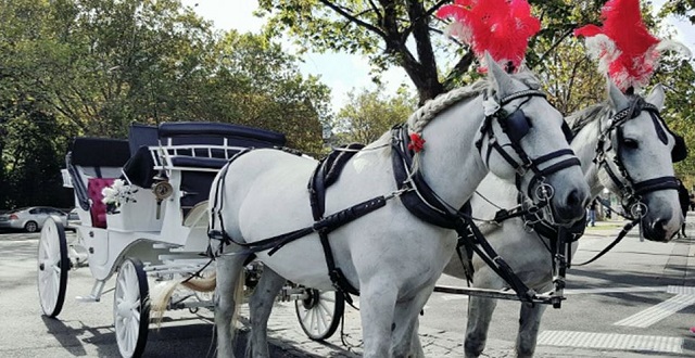 Melbourne Buggy Tours