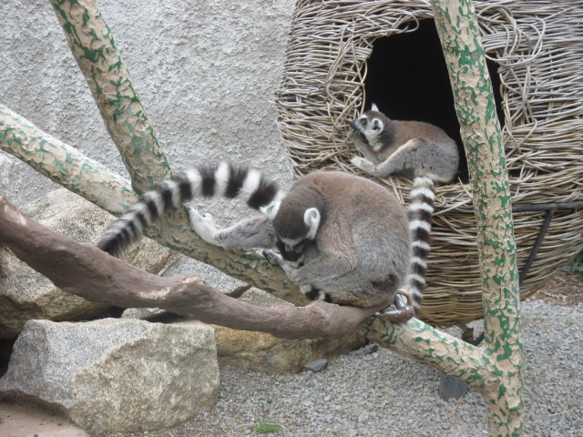 Melbourne Zoo (Parkville)