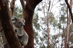 Phillip Island Three Parks Pass