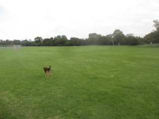 Merri Park Dog Off Leash Area (Northcote)