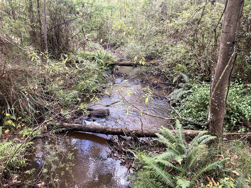 Mirboo North - Lyrebird Forest Walk