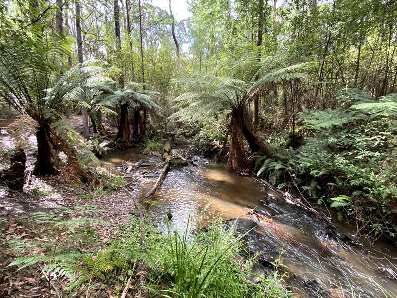 Mirboo North - Lyrebird Forest Walk
