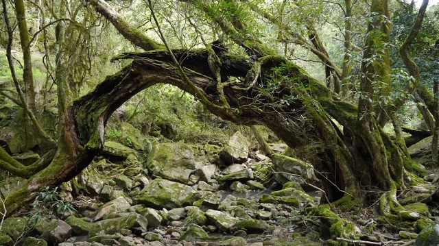 Iguana Creek - Mitchell River National Park