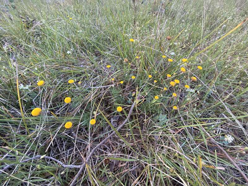 Mitchell Shire Nature Reserves