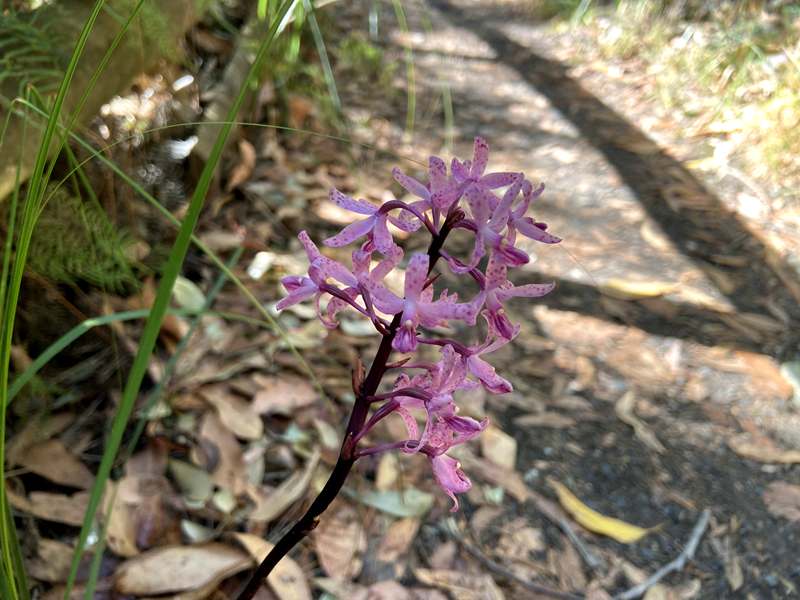 Moe - Edward Hunter Heritage Bush Reserve