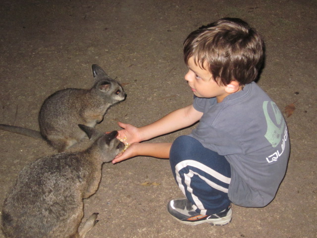 Where can you Pat Kangaroos and other Native Wildlife?