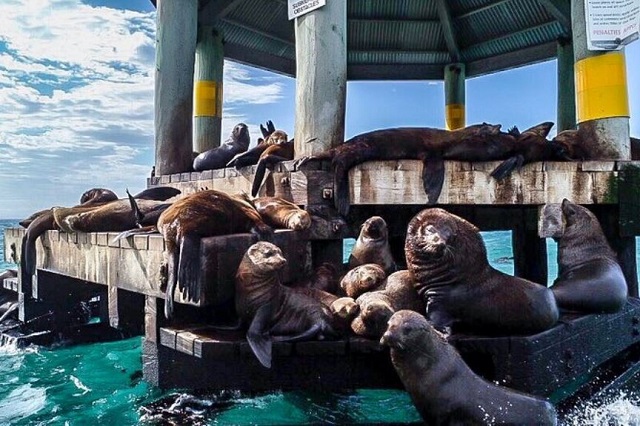 Mornington Peninsula Dolphin and Seal Cruise (Sorrento)