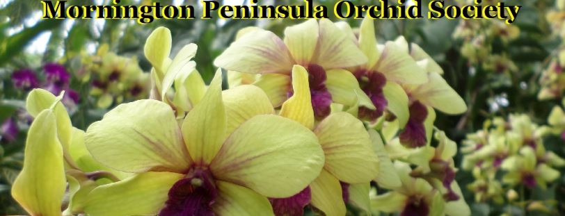Mornington Peninsula Orchid Society