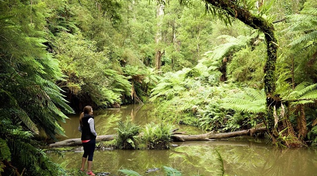 Yinnar South - Morwell National Park