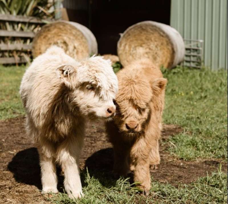 Mount Beckworth - Stonehenge Farm