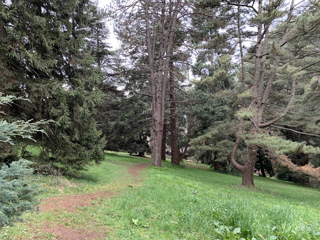 Mount Dandenong Arboretum (Mount Dandenong)