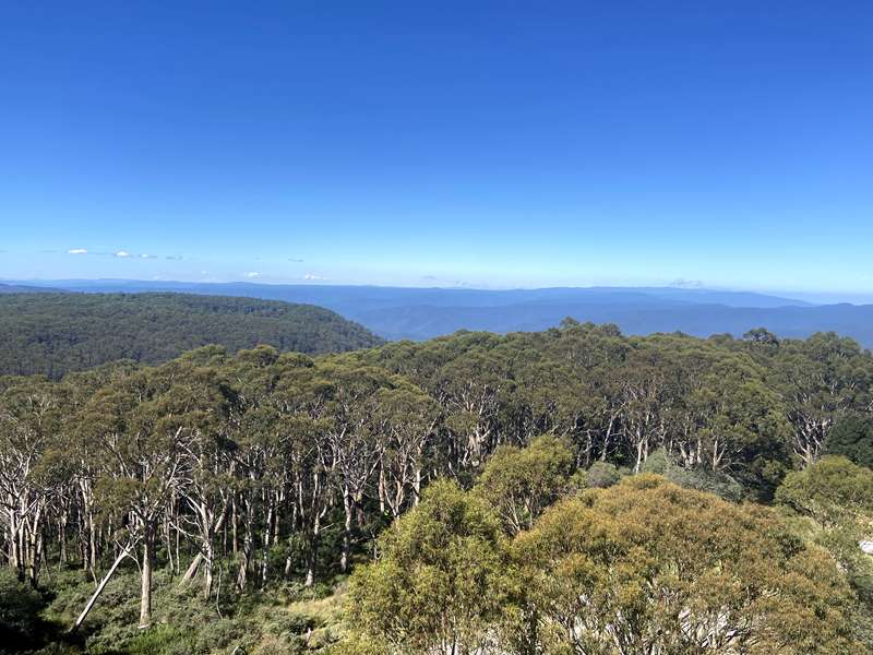 Mount Donna Buang (Warburton)