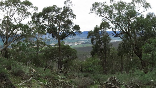 Granya - Mount Granya State Park