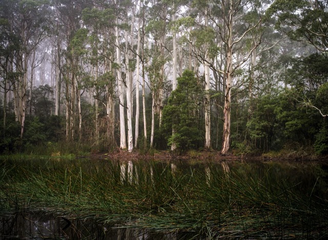 Mount Macedon - Sanatorium Lake Walk