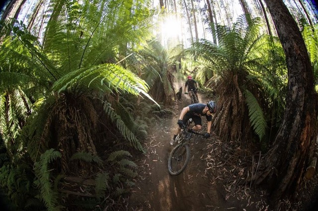 Lake Mountain Mountain Bike Trails