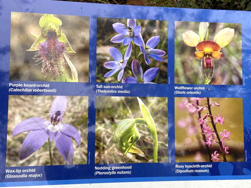 Mt Cannibal Flora and Fauna Reserve Walk (Garfield North)