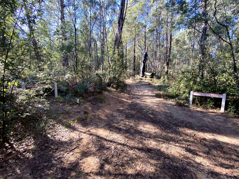 Murrindindi - Wilhelmina Falls